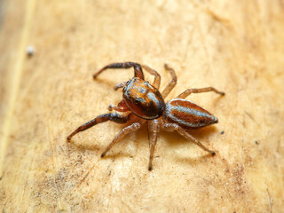 Jumping spider. Icius hamatus.