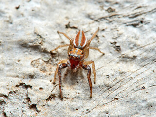 Jumping spider. Icius hamatus.