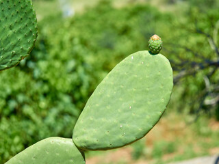 Opuntia ficus-indica. Prickly Pear, Indian Fig Cactus.