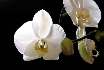 White orchid flowers on black background