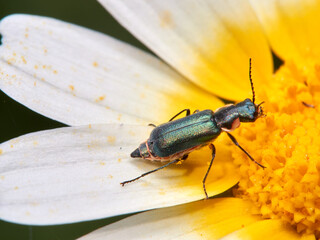 The Soldier Beetles. Clanoptilus abdominalis