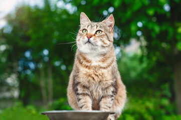 Naklejka na ściany i meble Beautiful cat portrait. A tabby cat sits in the garden against a background of green trees near a bowl of food. Female cat looks to the side.