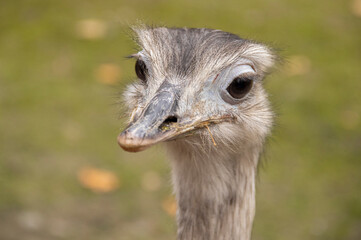 Portrait of an ostrich in the afternoon light