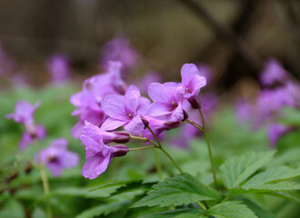 Fototapeta na wymiar Purple flowers in the Kopce (The Mounds) nature reserve in Cieszyn