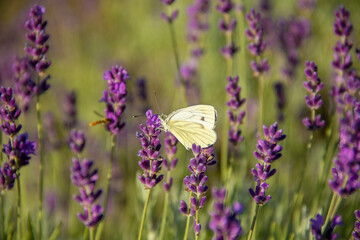 Brassica leafrollers on lavender flowers