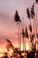 Summer dry reed at sunset.