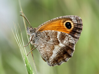 Obraz premium Pyronia cecilia, the southern gatekeeper.