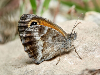 Pyronia cecilia, the southern gatekeeper.