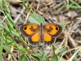 Pyronia cecilia, the southern gatekeeper.