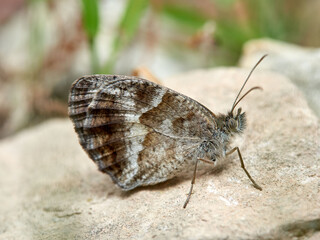 Pyronia cecilia, the southern gatekeeper.