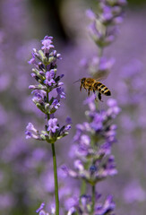 Bee on a lavender flower
