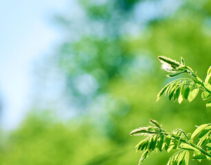 Green leaves blurred bokeh background.