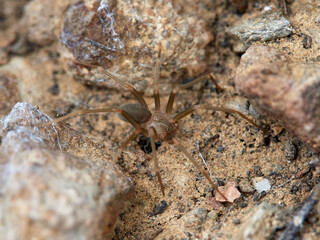 Mediterranean recluse spider. Loxosceles rufescens