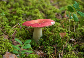 Red toadstool on green background 