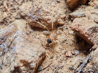 Mediterranean recluse spider. Loxosceles rufescens