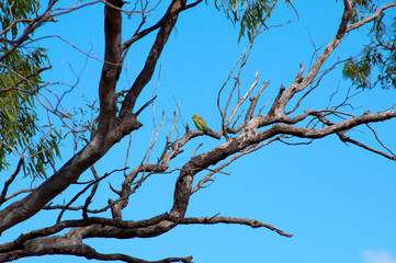 Cobar Australia, native budgerigar perched in gumtree