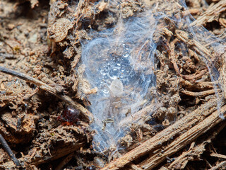 Mediterranean recluse spider. Loxosceles rufescens