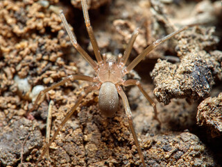 Mediterranean recluse spider. Loxosceles rufescens