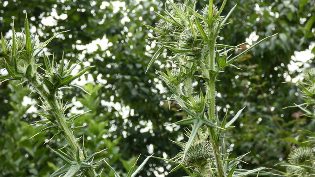 Blooming thistle in the field behind the city in summer.