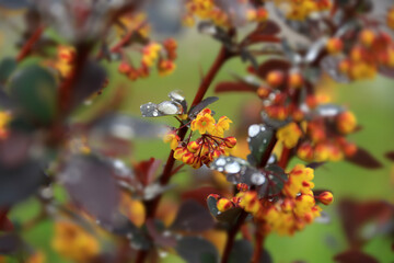 Barberry flowers on a green background