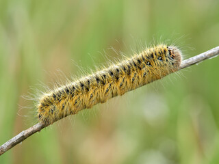 Grass Eggar, Lasiocampa trifolii