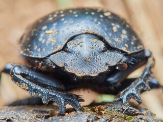 Earth-boring dung beetle, Scarabaeus laticollis