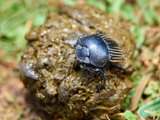 Earth-boring dung beetle, Scarabaeus laticollis