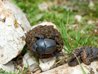 Earth-boring dung beetle, Scarabaeus laticollis
