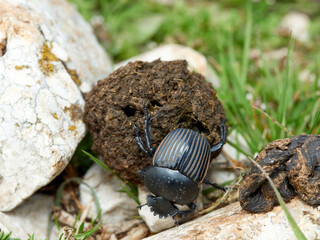Earth-boring dung beetle, Scarabaeus laticollis