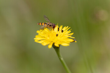 Syrphe ceinturé Episyrphus balteatus volant ou butinant sur une fleur