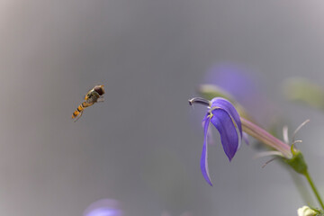 Syrphe ceinturé Episyrphus balteatus volant ou butinant sur une fleur