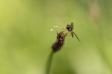Syrphe ceinturé Episyrphus balteatus volant ou butinant sur une fleur