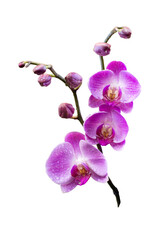 Fototapeta na wymiar Blooming twig of exotic purple orchid flower