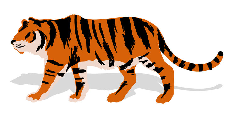 Silhouette of a walking tiger. Color picture, side view on a white background.