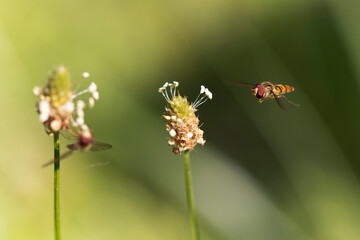 Syrphe ceinturé Episyrphus balteatus volant ou butinant sur une fleur