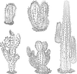 Vector contour drawings various desert cactuses