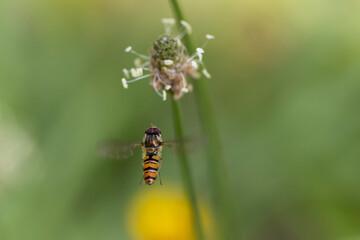 Syrphe ceinturé Episyrphus balteatus volant ou butinant sur une fleur