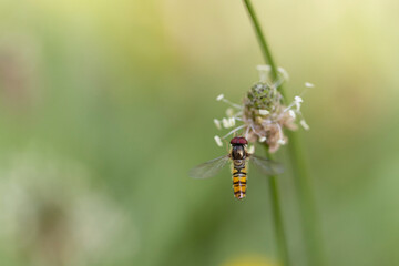 Syrphe ceinturé Episyrphus balteatus volant ou butinant sur une fleur