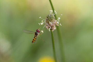 Syrphe ceinturé Episyrphus balteatus volant ou butinant sur une fleur