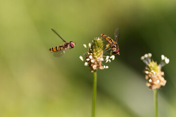 Syrphe ceinturé Episyrphus balteatus volant ou butinant sur une fleur