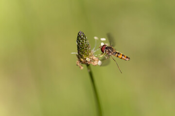 Syrphe ceinturé Episyrphus balteatus volant ou butinant sur une fleur