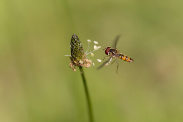 Syrphe ceinturé Episyrphus balteatus volant ou butinant sur une fleur