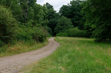 Fototapeta na wymiar Ścieżka gruntowa przez las