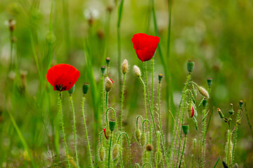 Red poppies in a field