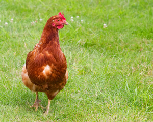 Coal tit nest box between two oak branches