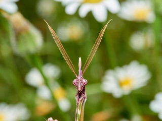 Empusa pennata, Conehead Mantis