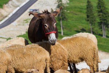 Donkey on the Transalpina in Romania