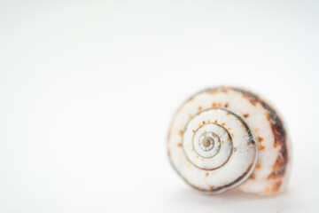 selective focus of a grape snail shell close-up on a light background, in powdery tinting.Top view. Background.