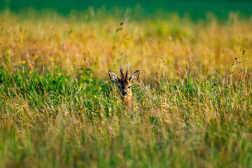 A deer in the wildlife