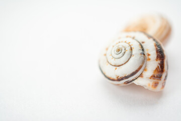 selective focus of a group of grape snail shells in close-up on a light background, in powdery tinting.Top view. Background.
